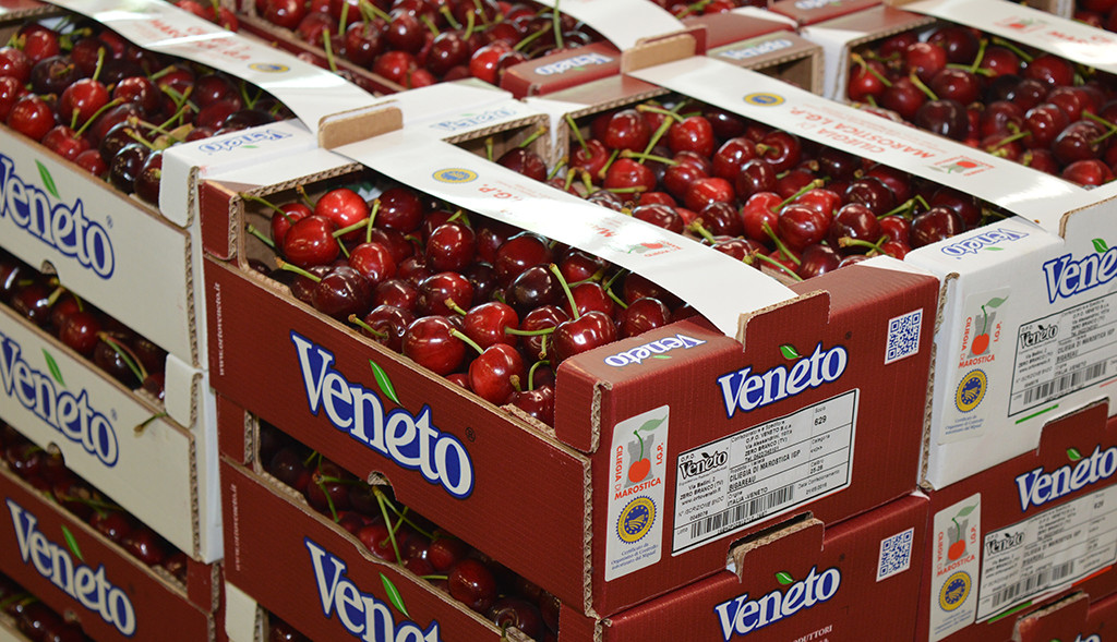 Quotazioni in aumento per le ciliegie, soprattutto quelle di di migliore qualità. Al via la produzione del Nord