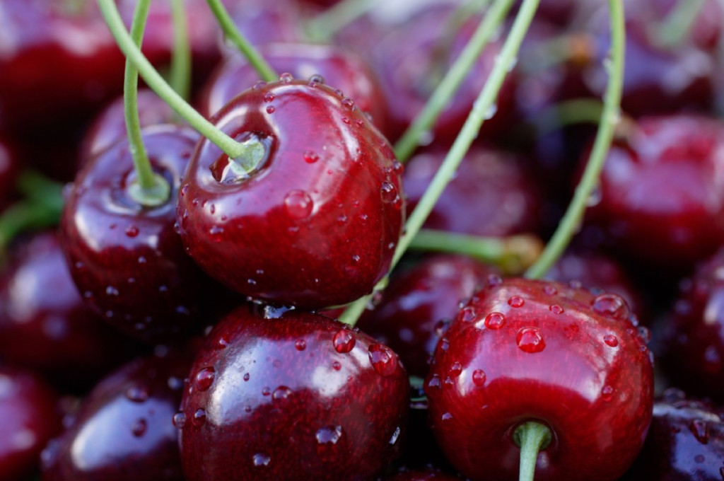 Oltre il 50% delle prime ciliegie in raccolta è andato distrutto, è l'allarme lanciato da Apo Conerpo