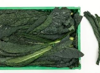 Il cavolo nero sempre più superstar