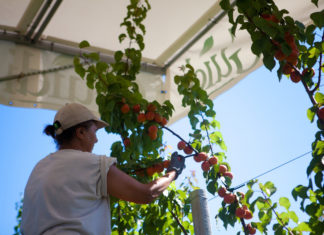 Albicocche Guidi: stabilimento Albisole tra i più grandi d’Europa Gruppo Guidi