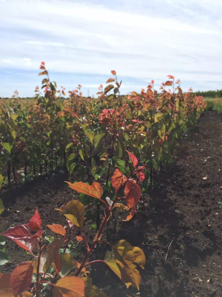 Spielli Astone albicocco in campo