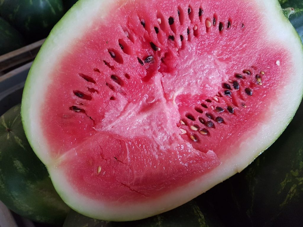 Anguria O.P Eurocirce