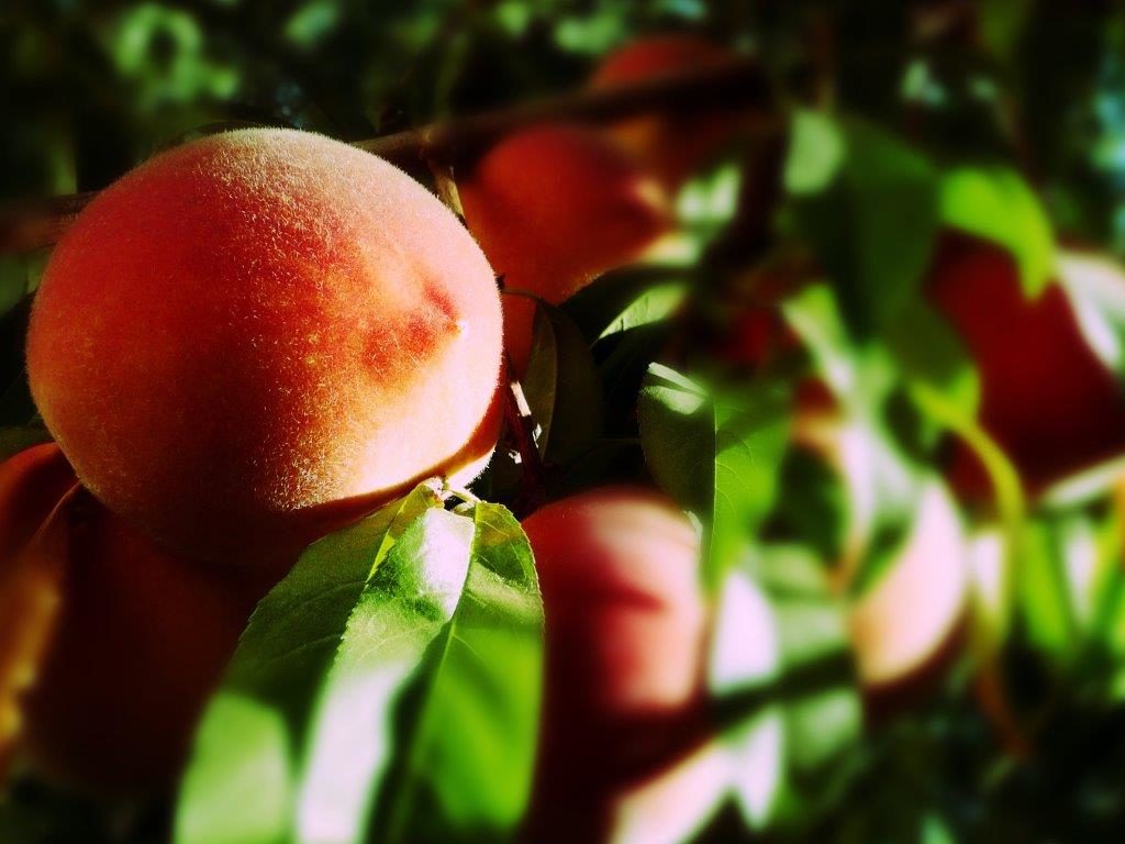 La Romagna è la regione con maggiori volumi nella produzione di pesche e nettarine