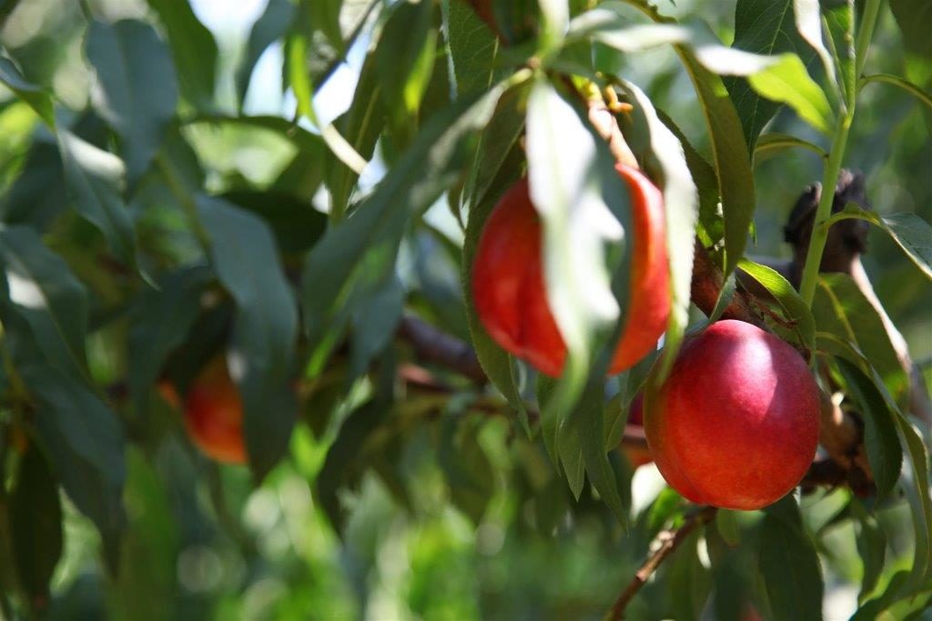 pesche nettarine romagnole