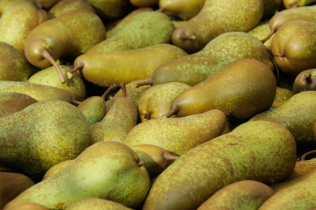Crescita a tre cifre dell'export di pere, che però arrivano da un anno disastroso per la produzione