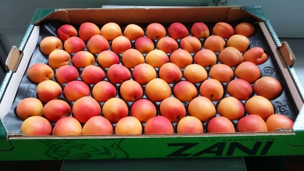Le albicocche nella scorsa settimana sono state colpite da grandinate: la maggior parte del prodotto disponibile è di provenienza spagnola