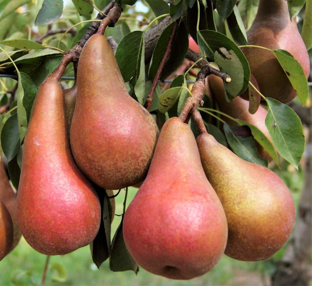 Lucy Red, una delle nuova varietà del Civ, presentate a Futurpera 2017