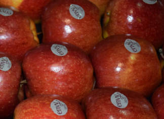 Si vende bene in Italia la mela supersweet envy prodotta in Alto Adige