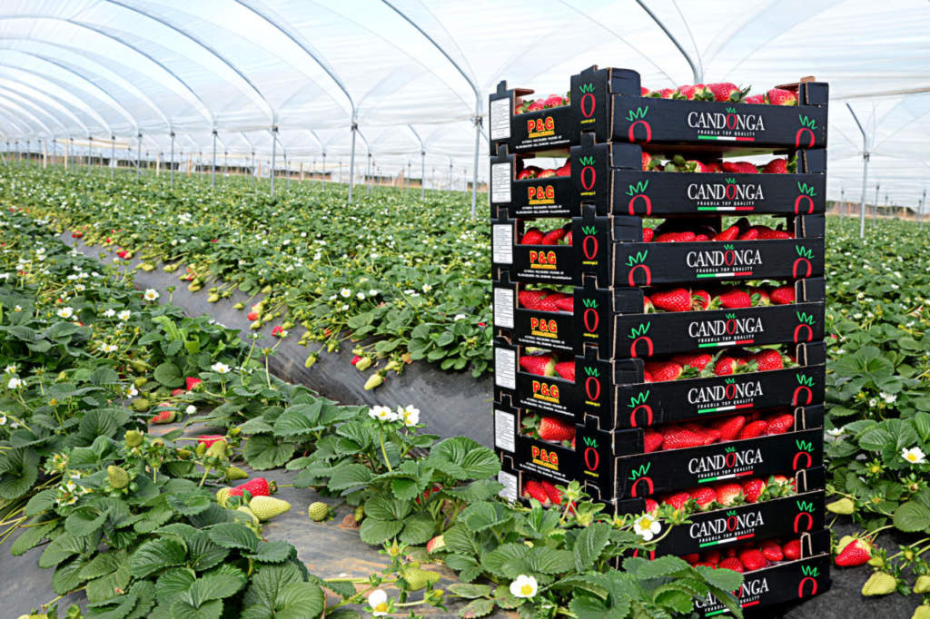 Il calo dei prezzi delle fragole ha interessato anche la varietà Candonga della Basilicata