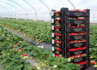 Il calo dei prezzi delle fragole ha interessato anche la varietà Candonga della Basilicata