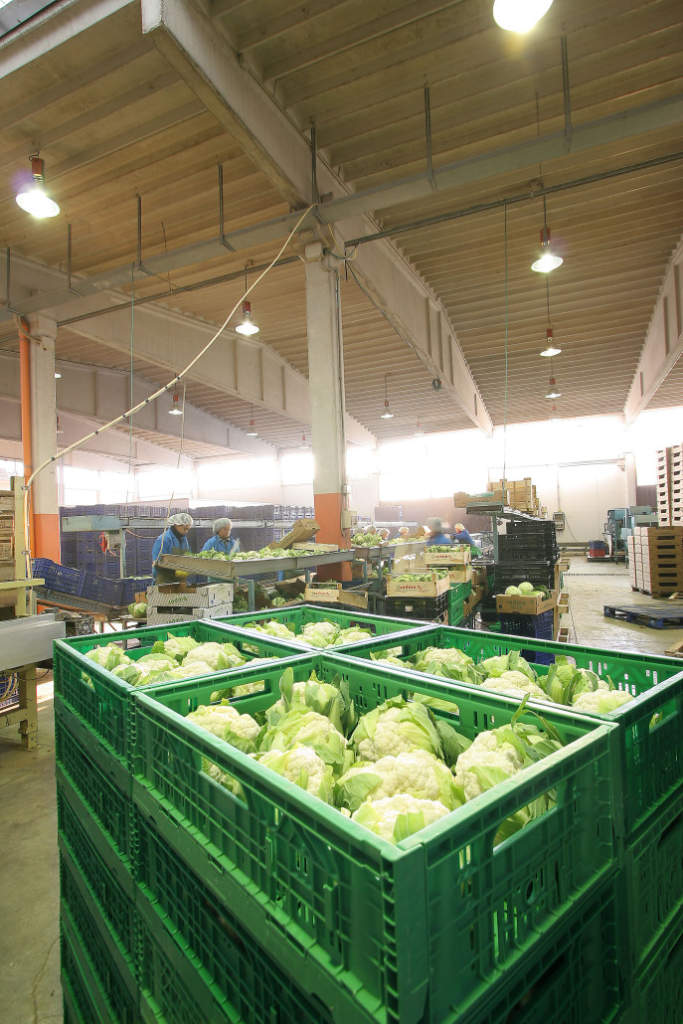 In aumento i prezzi all'ingrosso dei cavolfiori che presentano danni da freddo