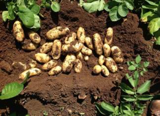 Patate novelle Selenella, in arrivo la nuova raccolta