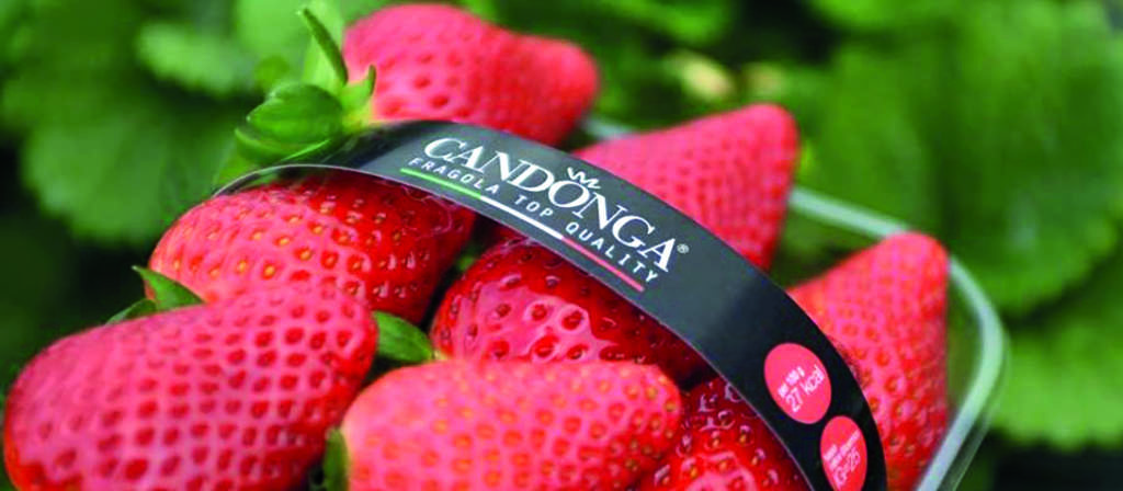 Elevata la qualità delle produzioni di fragole, come la Candonga, anche se i prezzi rimangono su livelli medio-bassi
