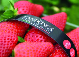 Elevata la qualità delle produzioni di fragole, come la Candonga, anche se i prezzi rimangono su livelli medio-bassi