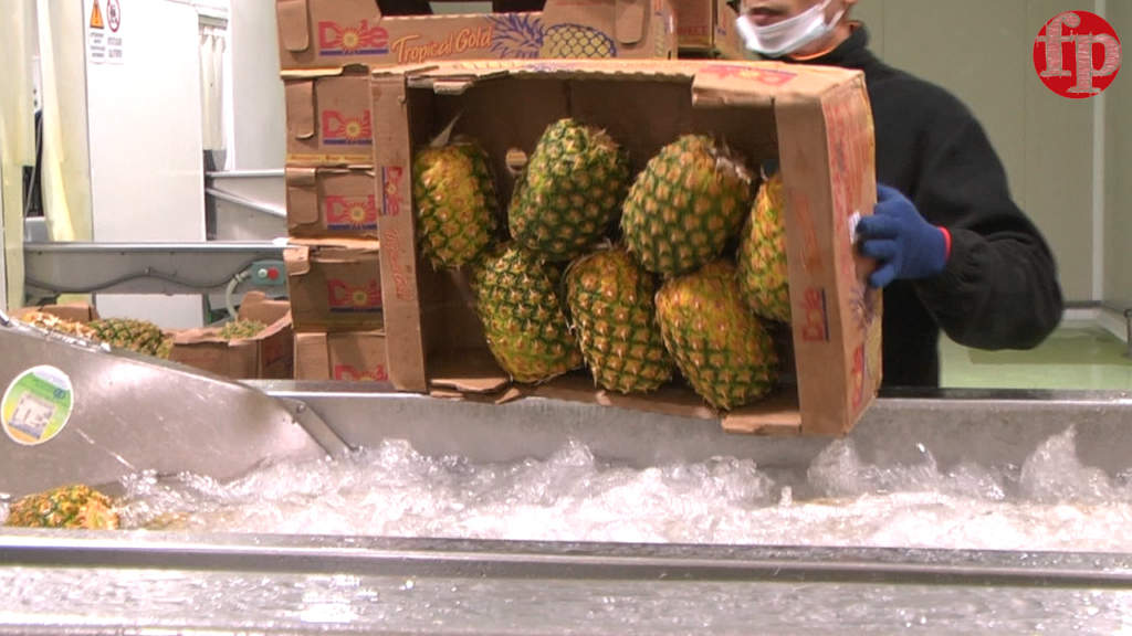 Nel 2018 il 50% delle esportazioni mondiali di ananas sono partite dalla Costa Rica: gli Usa primi importatori, seguiti dall'Olanda