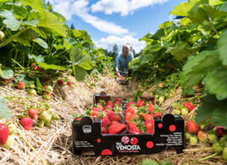 Fragole della Val Martello, buona qualità sul mercato da giugno ad agosto