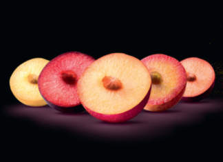 Susine Metis, a luglio sul mercato anche la produzione italiana