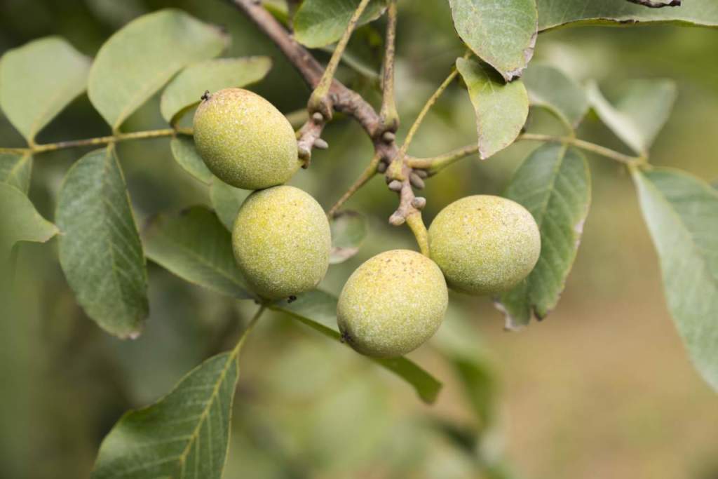 Nel canale retail le noci rappresentano in valore oltre il 30% dei consumi di frutta a guscio, ma la produzione italiana copre solo un quinto del fabbisogno interno