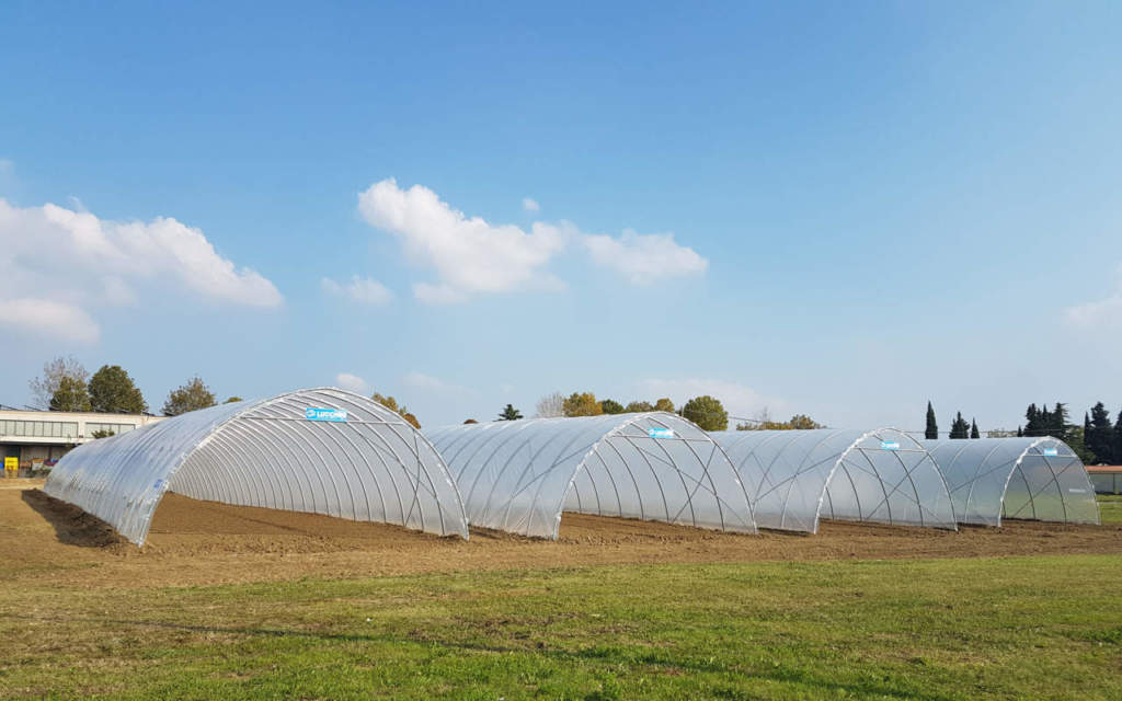 Foglioline di rucola, lattughino, valerianella, bietole da foglia e spinacino sono le colture in strutture coperte più colpite dal caldo
