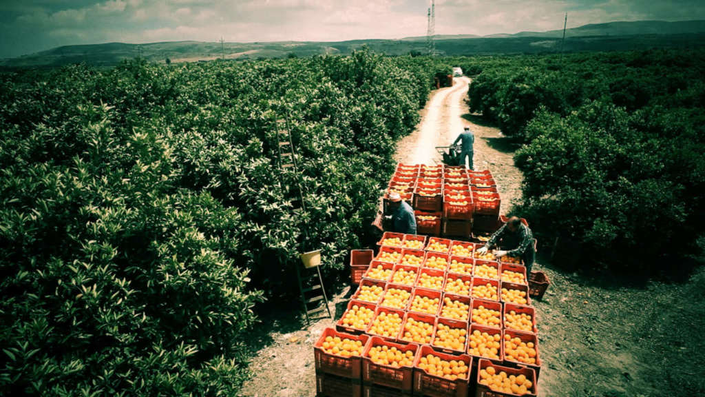 Il lavoro nelle campagne è regolare
