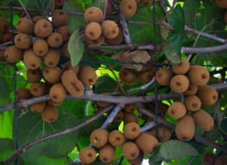 Cso Italy, ancora un’annata deficitaria per i kiwi verdi Kiwi durante la maturazione