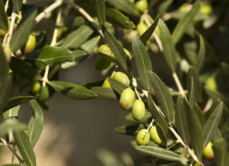 Olio extravergine: come valorizzare un superfood?