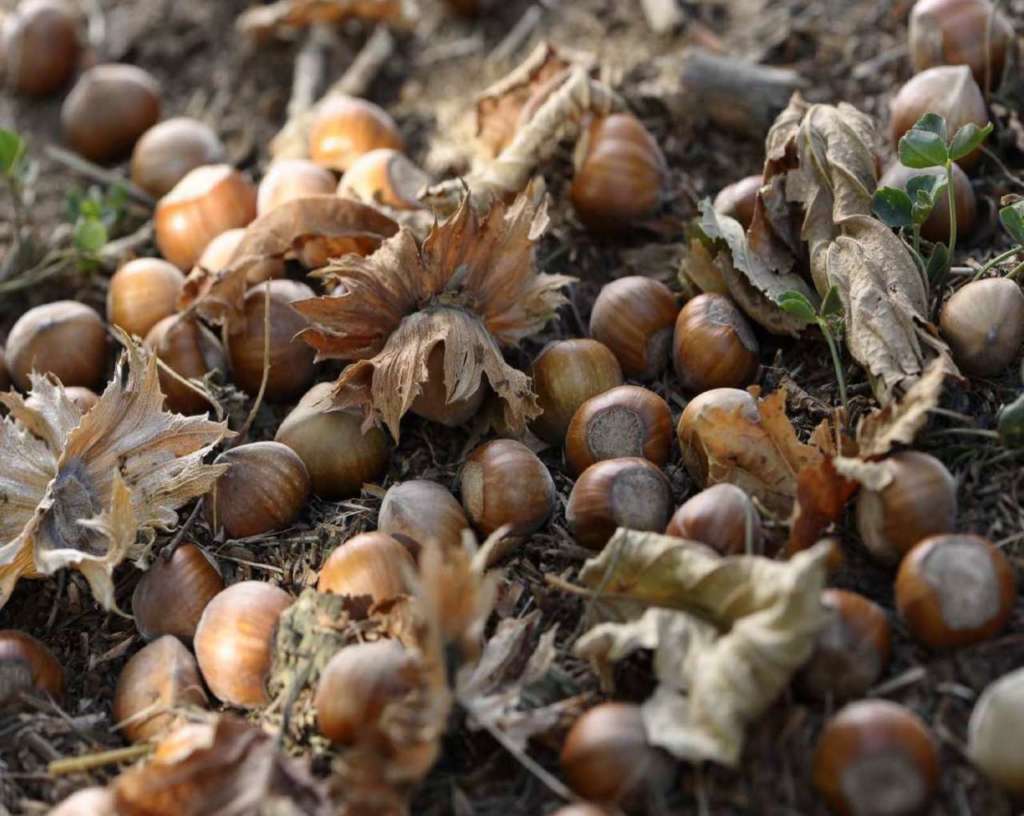 Le nocciole dalla Turchia e dell'Azerbaijan sono nella black list di Coldiretti degli alimenti più pericolosi, in base alle notifiche del Raff 2018, il sistema di rapido allerta dell'Ue sugli alimenti