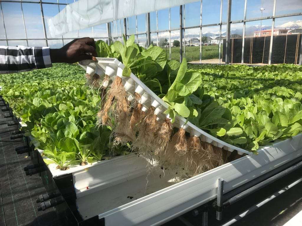 La serra aeroponica di Grugliasco, alle porte di Torino, si estende su 2500 mq di superficie coperta fuori suolo