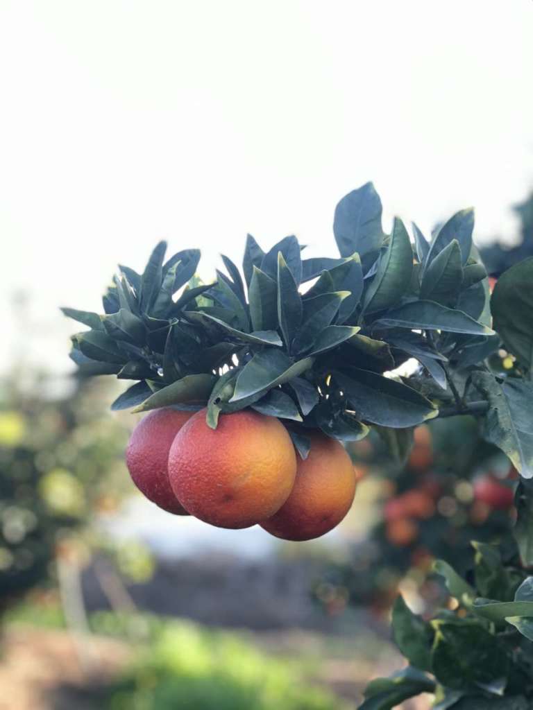 Domanda su livelli medio-bassi per le arance a causa delle alte temperature che hanno caratterizzata la settimana