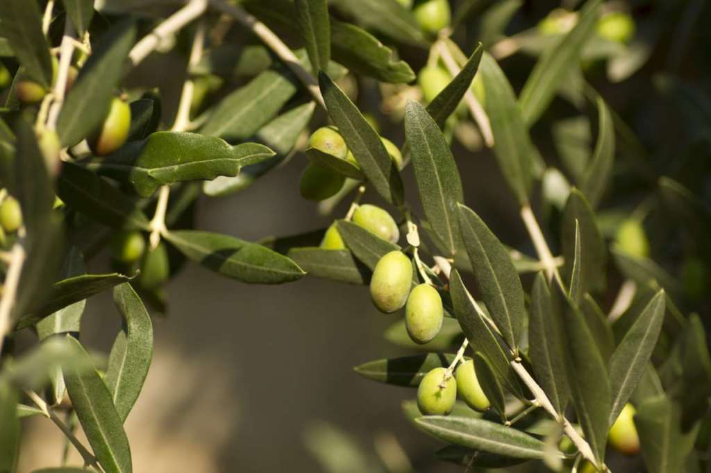 I danni provocati dalla Xylella incidono nel calo della produzione dell'olio italiano: nel 2018 è stato del 57%