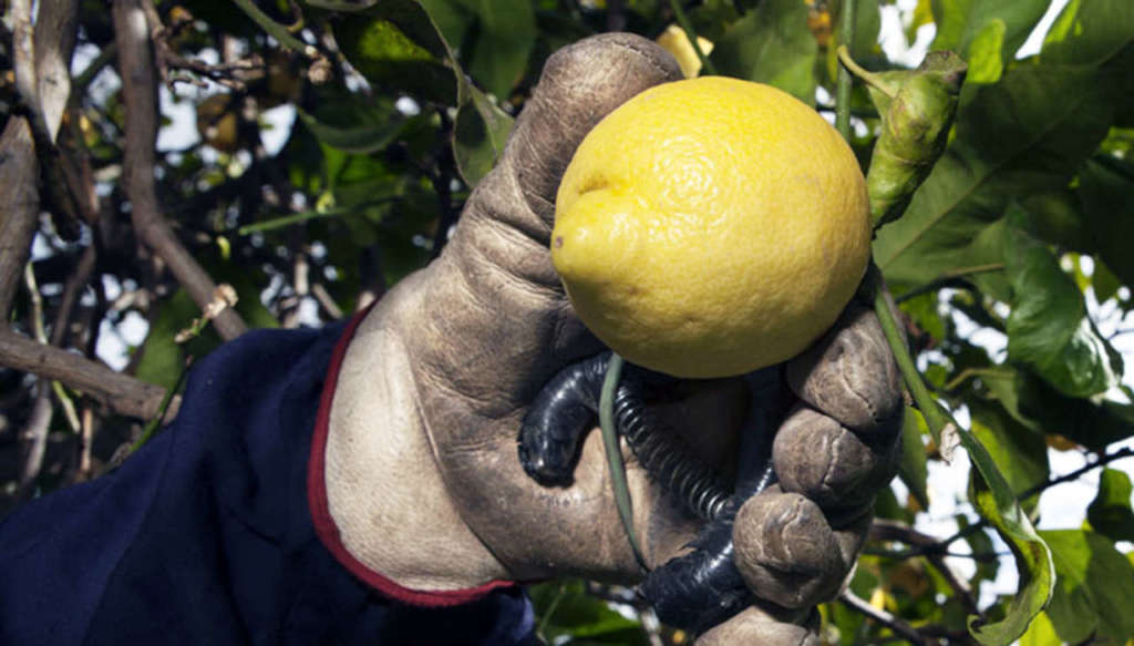 Limone di Siracusa Igp, il marchio di tutela è stato ottenuto nel 2000