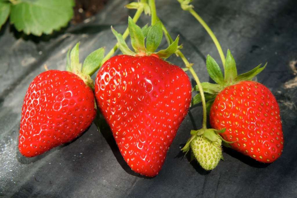 Civ, il Consorzio italiano vivaisti, con sede a Comacchio, produce 150 milioni di piante di fragola