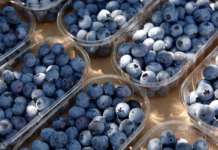 Il consumo dei piccoli frutti cresce in Italia e in tutto il mondo