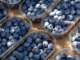 Il consumo dei piccoli frutti cresce in Italia e in tutto il mondo