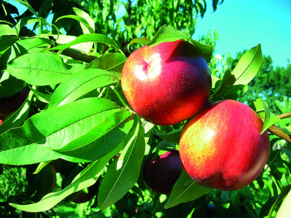 La varietà Febe: le nettarine di Geoplant Vivai hanno registrato alte performance di vendite