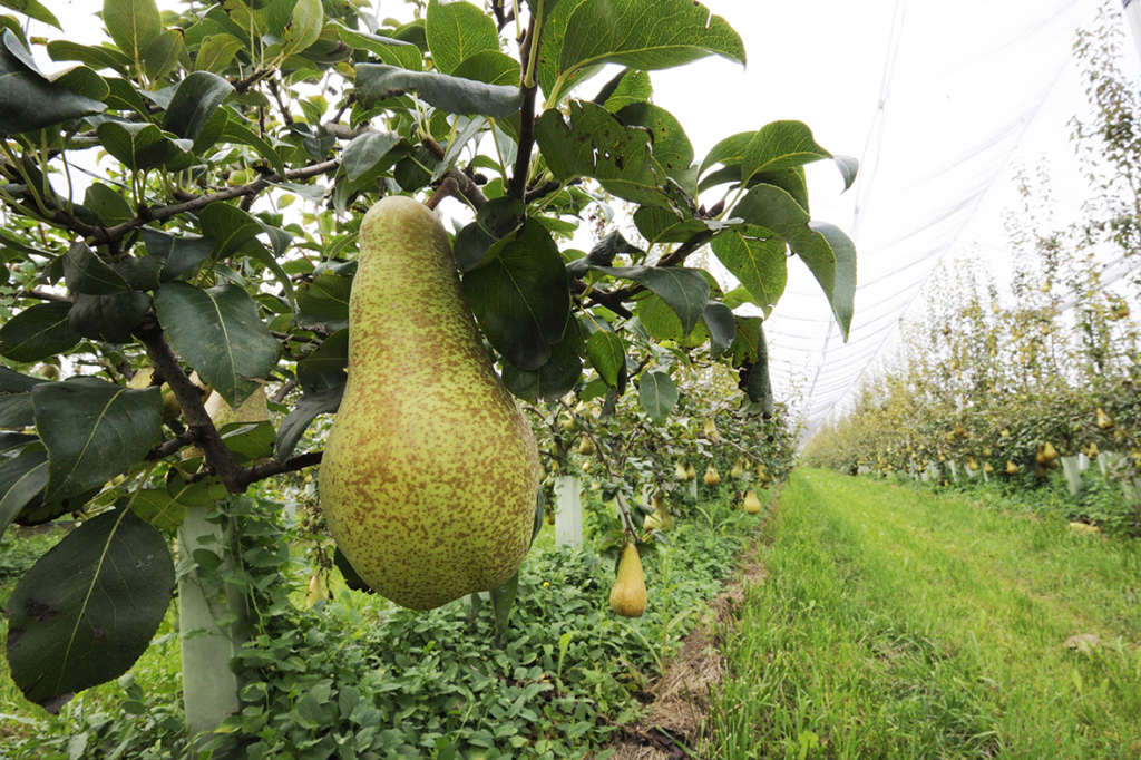 L’Italia è il primo produttore di pere in Europa e il secondo a livello globale. L'Emilia Romagna è la regione leader con il 68% della produzione nazionale