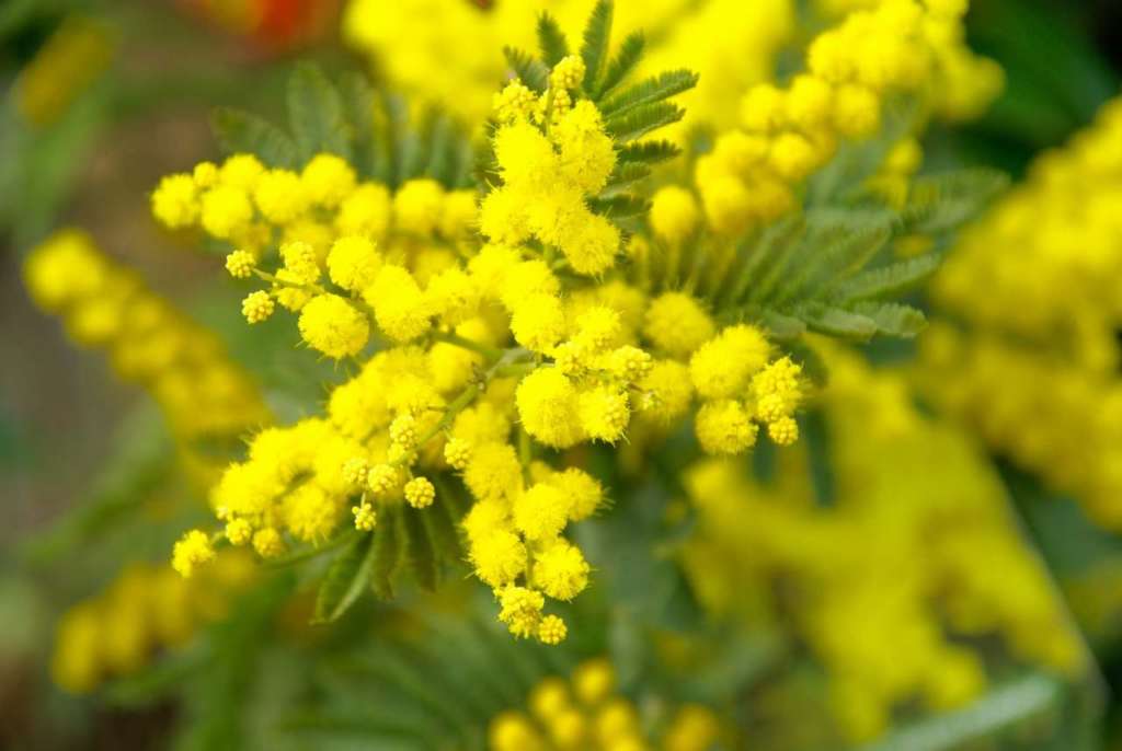 La vendita delle mimose traina il settore fiori. Cia-Agricoltori Italiani invita a recarsi nei tanti vivai italiani