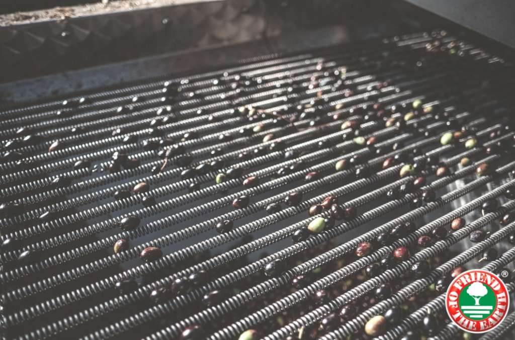 L'Olio extravergine Roi è prodotto in Liguria con olive taggiasche senza utilizzo di sostanze chimiche e rispettando l'ambiente