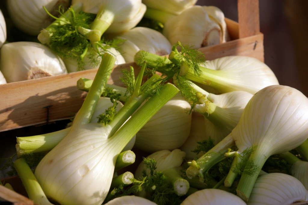 Finocchio analisi campagna prezzi