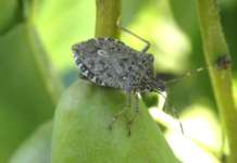Dal 2012 la cimice asiatica (Halyomorpha halys) causa gravi danni ai frutteti dell'Emilia-Romagna