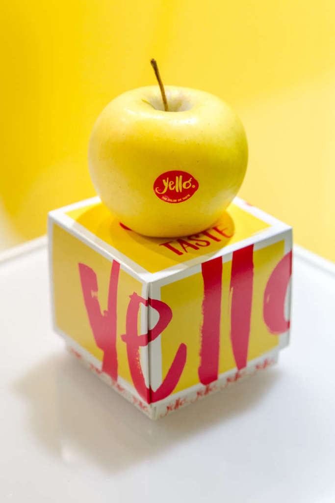 Yello è la mela club, di varietà Shinano Gold, commercializzata in esclusiva dai Consorzi VOG e VI.P. Per la prossima raccolta è previsto un aumento della produzione