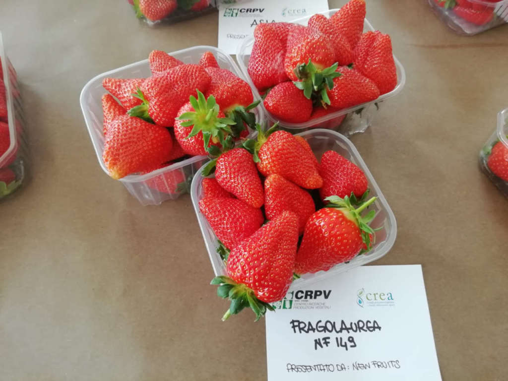 FragolAurea, cultivar sviluppata da Geoplant Vivai, sta avendo ottimi andamenti nel segmento retail grazie anche ai notevoli livelli produttivi