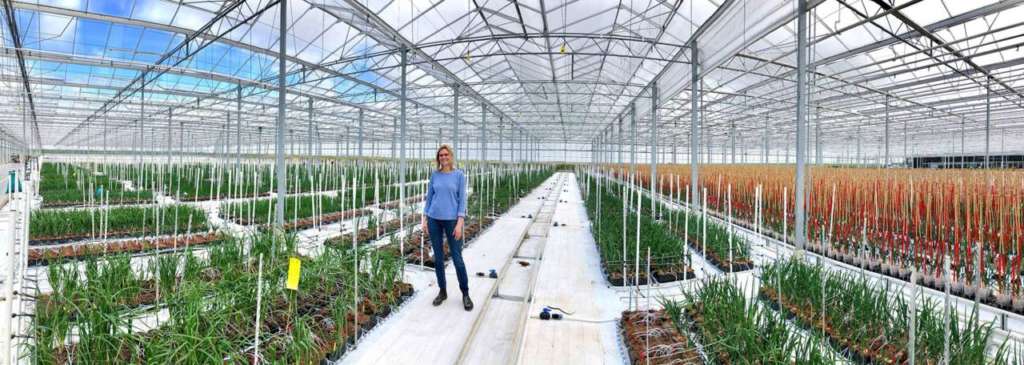 Hazera è azienda leader nel settore delle sementi e svolge molte ricerche sulle zone climatiche. I Paesi Bassi sono uno dei maggiori esportatori di cipolle al mondo