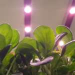 Planet Farms costruisce la più grande vertical farm d’Europa alle porte di Milano