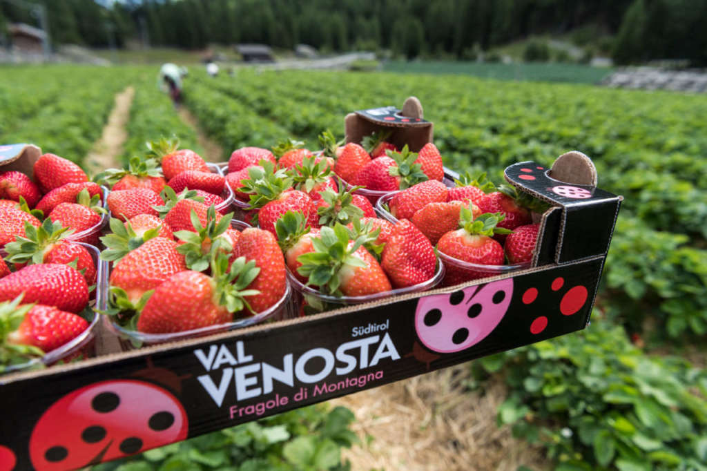 Le fragole di montagna della Val Martello prodotte da VI.P Val Venosta
