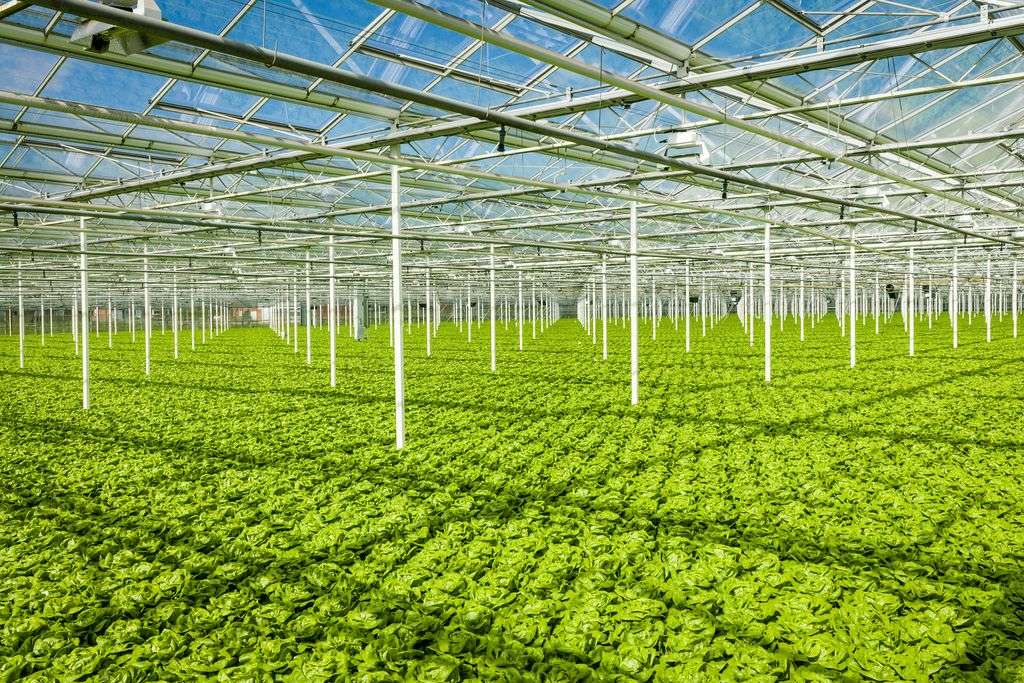 Rijk Zwaan produce con l'idroponica diverse varietà di lattuga a crescita rapida e resistenti al tip burn come Salanova, Bobal, Stefano o Xem