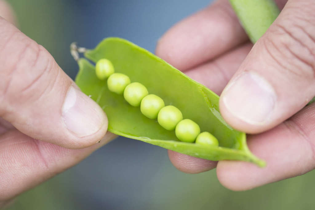 Findus produce ogni anno 30 mila tonnellate di piselli di alta qualità