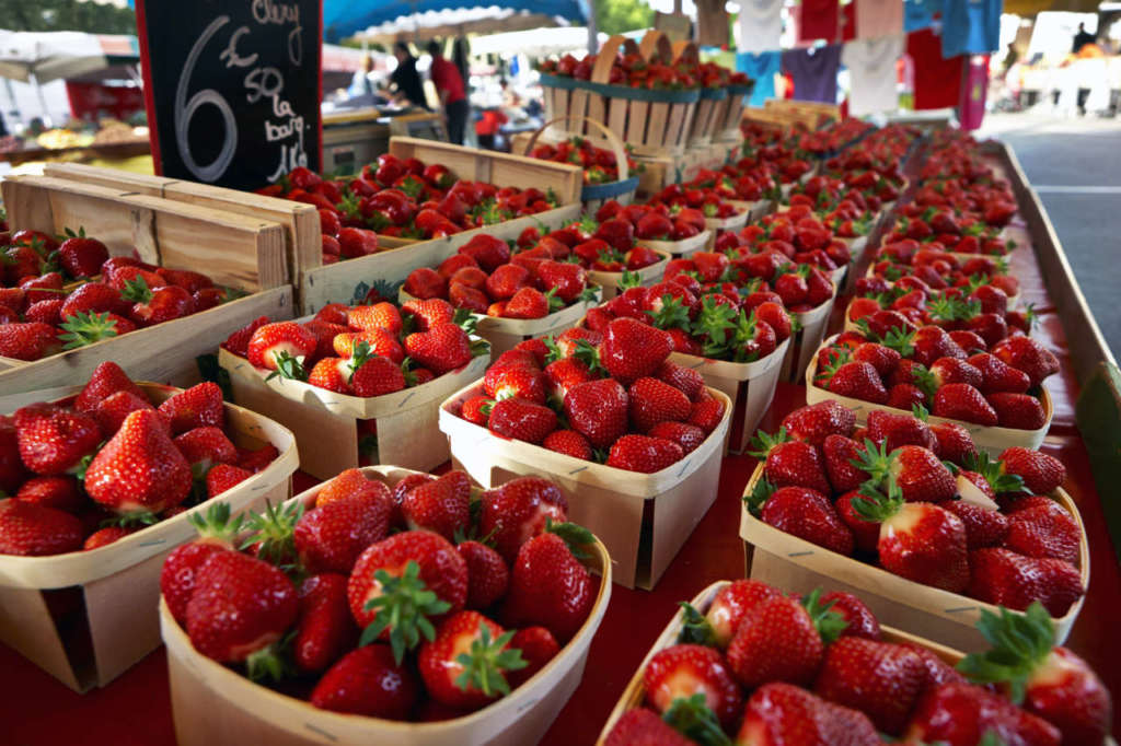 Analisi campagna fragole italia spagna import export