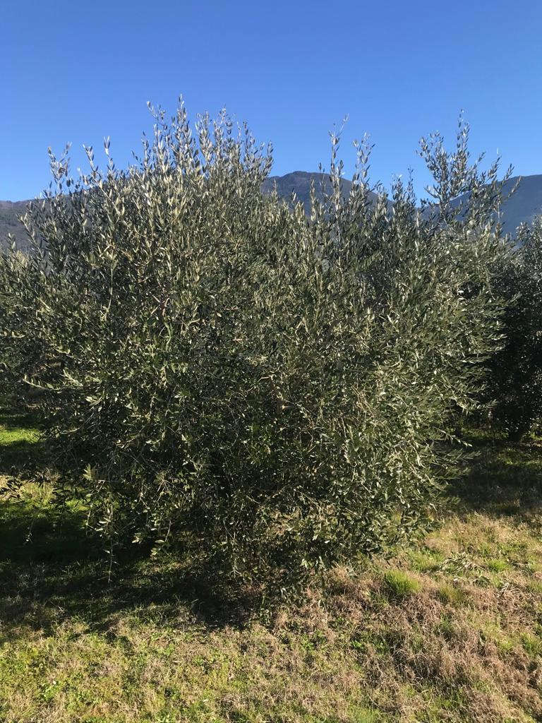 La cultivar Leccino Millennio ha dimostrato anche capacità di resistenza alla Xylella, che ha colpito il Salento