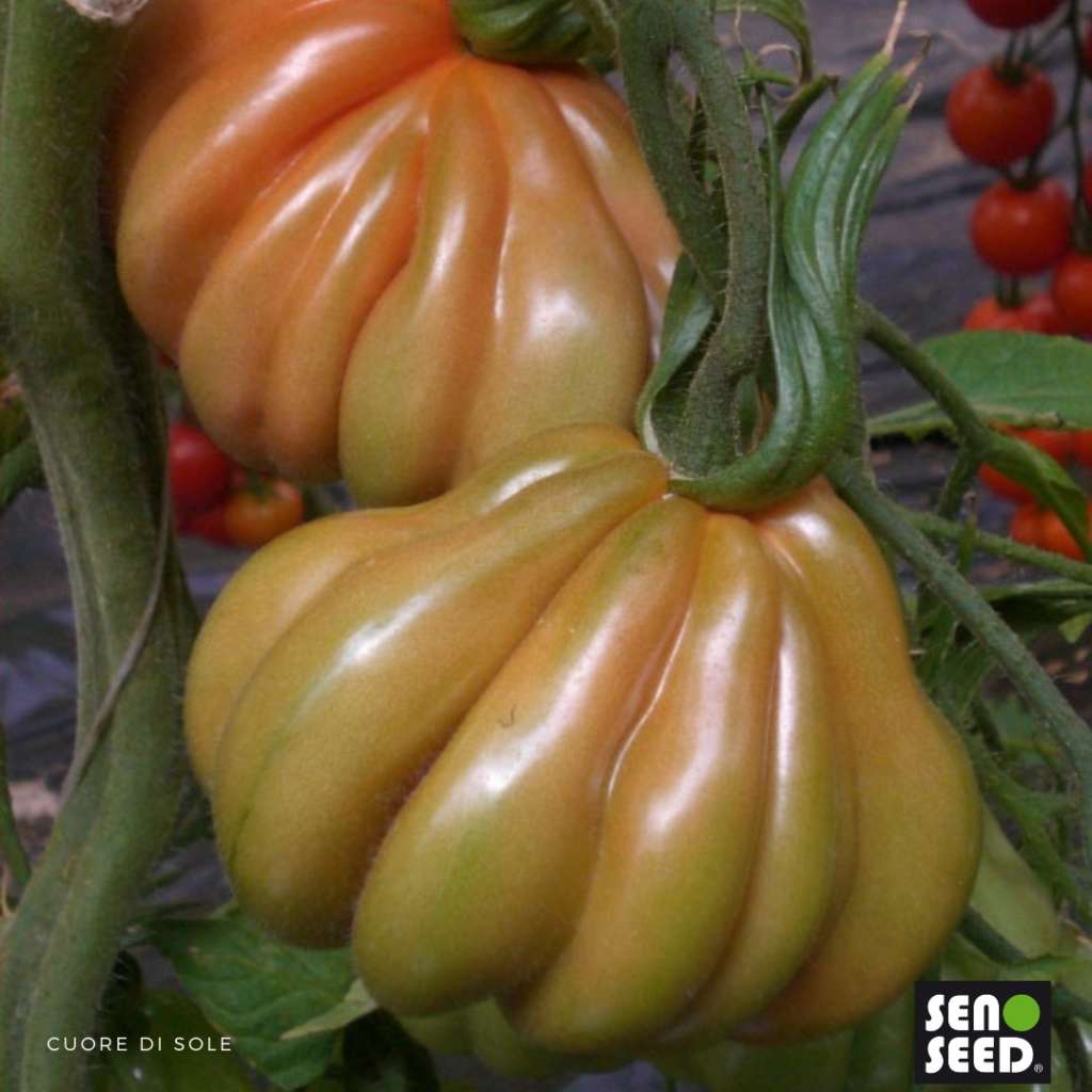 La varietà Pomodoro Cuor di Sole della linea Esquisito di Seno Seed: resiste alla peronospora
